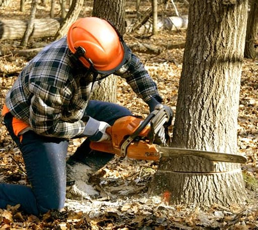 Tree Removal in Kingston, RI